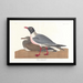 Seagull - John James Audubon — framed artwork on a wall