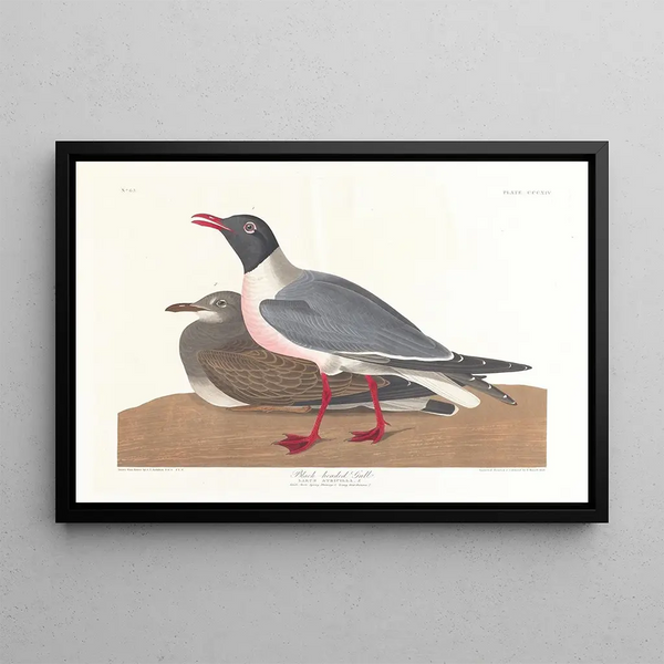 Seagull - John James Audubon — framed artwork on a wall