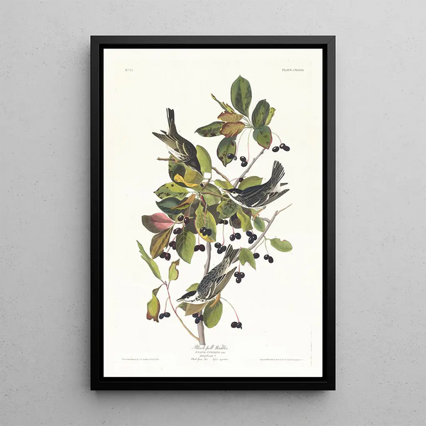 Stripe Warbler Painting - John James Audubon — framed artwork on a wall
