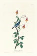 Paruline à gorge bleue - John James Audubon — artwork view