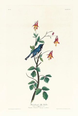 Paruline à gorge bleue - John James Audubon — artwork view