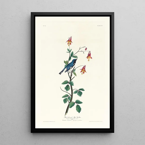 Paruline à gorge bleue - John James Audubon — framed artwork on a wall