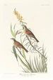 Bruant à gorge noire - John James Audubon — artwork view