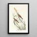 Bruant à gorge noire - John James Audubon — framed artwork on a wall