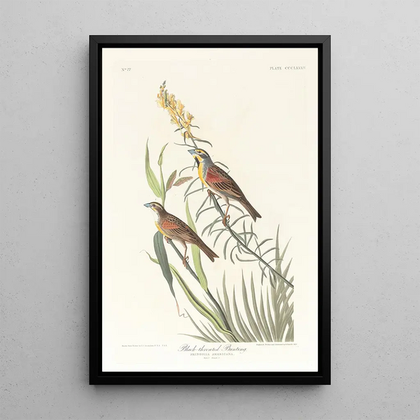 Bruant à gorge noire - John James Audubon — framed artwork on a wall