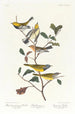 Paruline à gorge noire Paruline de Blackburn Paruline des ruisseaux - John James Audubon — artwork view