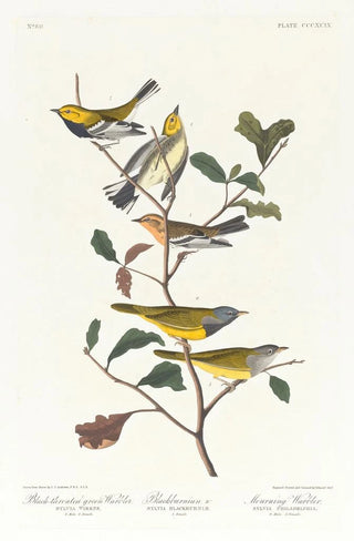 Paruline à gorge noire Paruline de Blackburn Paruline des ruisseaux - John James Audubon — artwork view