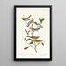 Paruline à gorge noire Paruline de Blackburn Paruline des ruisseaux - John James Audubon — framed artwork on a wall