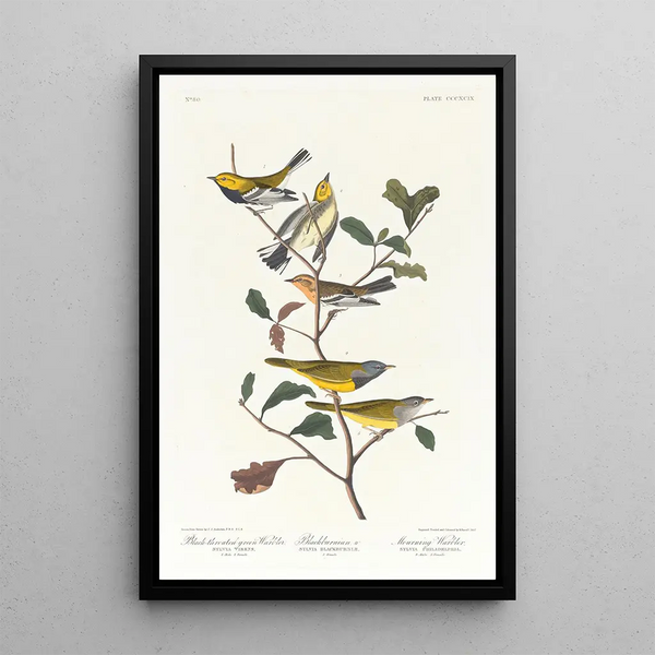 Paruline à gorge noire Paruline de Blackburn Paruline des ruisseaux - John James Audubon — framed artwork on a wall