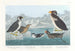 Guillemot à gorge noire, pingouin à bec noueux, pingouin à crête bouclée, guillemot à bec cornu - John James Audubon — artwork view