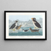 Guillemot à gorge noire, pingouin à bec noueux, pingouin à crête bouclée, guillemot à bec cornu - John James Audubon — framed artwork on a wall
