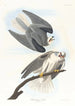 Buse à ailes noires - John James Audubon — artwork view