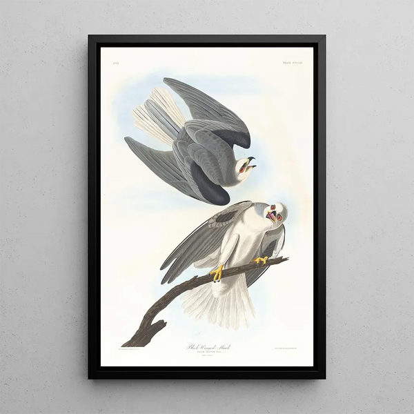 Buse à ailes noires - John James Audubon — framed artwork on a wall