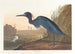 Crane blue or heron - John James Audubon — artwork view