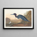 Crane blue or heron - John James Audubon — framed artwork on a wall