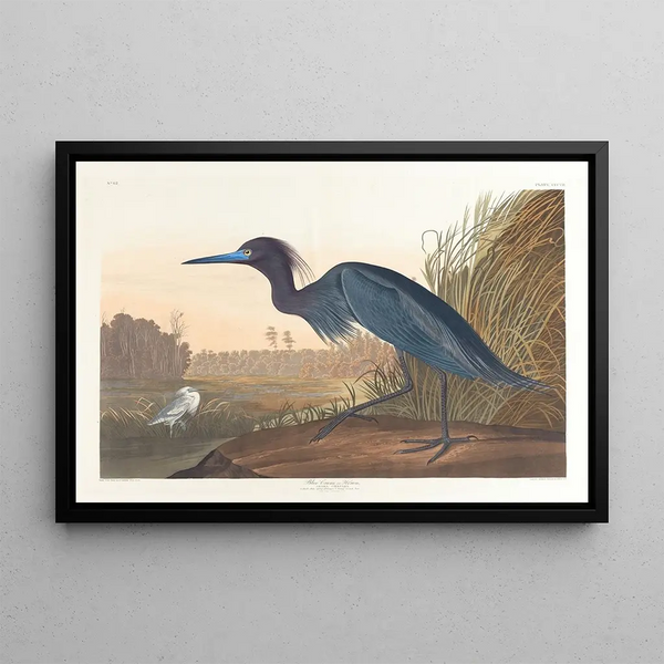 Crane blue or heron - John James Audubon — framed artwork on a wall