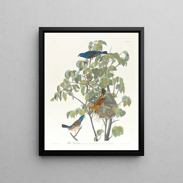 Large Blue Jay Painting - John James Audubon — framed artwork on a wall
