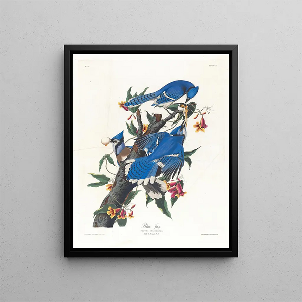 Blue Jay Painting - John James Audubon — framed artwork on a wall