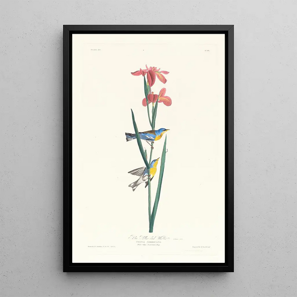 Paruline à dos jaune et bleu - John James Audubon — framed artwork on a wall