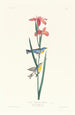 Paruline à dos jaune et bleu - John James Audubon — artwork view