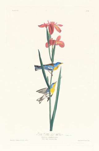 Paruline à dos jaune et bleu - John James Audubon — artwork view