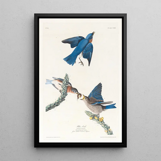 Merlebleu - John James Audubon — artwork view
