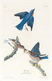 Merlebleu - John James Audubon — framed artwork on a wall