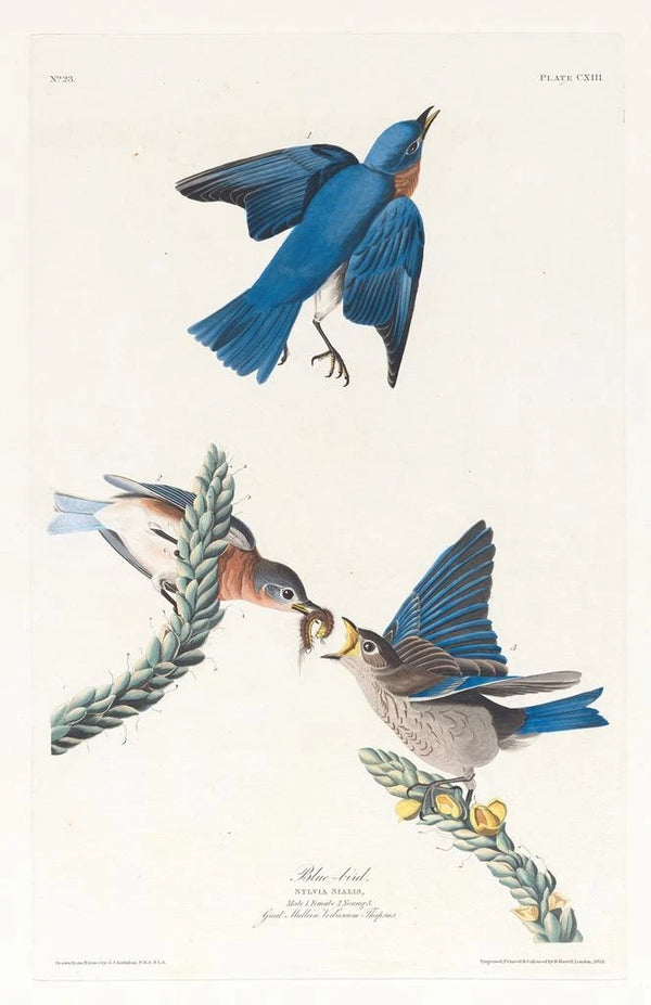 Merlebleu - John James Audubon — framed artwork on a wall