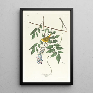 Blue-eyed Warbler - John James Audubon — framed artwork on a wall