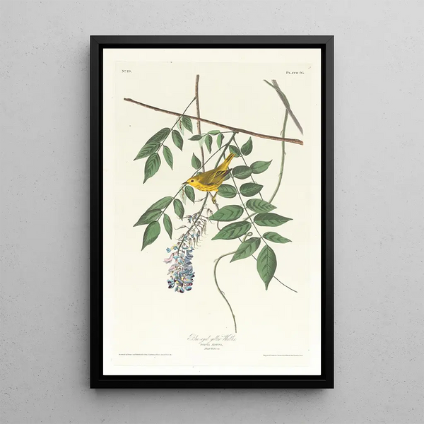 Blue-eyed Warbler - John James Audubon — framed artwork on a wall