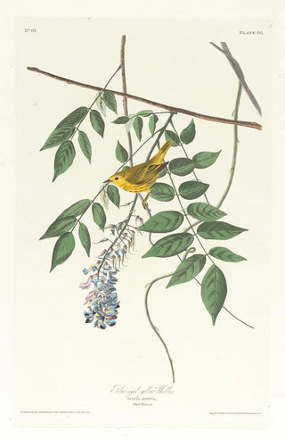 Blue-eyed Warbler - John James Audubon — artwork view
