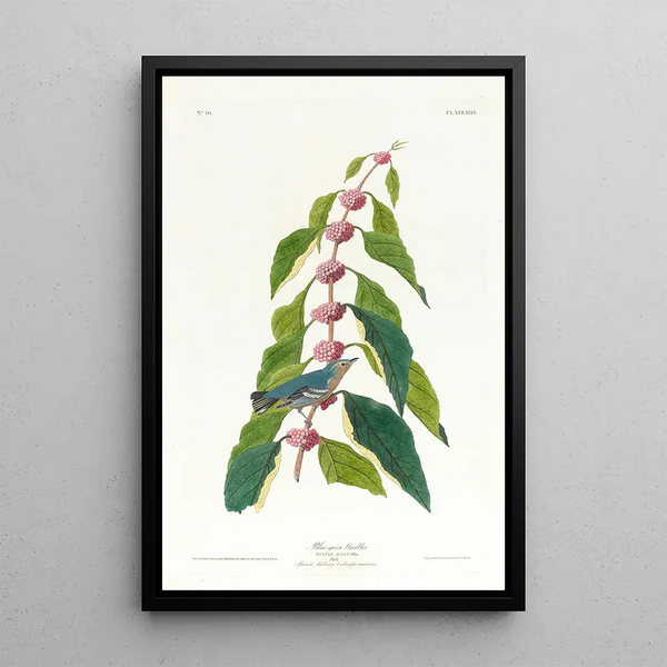 Blue-green Parula Painting - John James Audubon — framed artwork on a wall