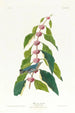 Blue-green Parula Painting - John James Audubon — artwork view