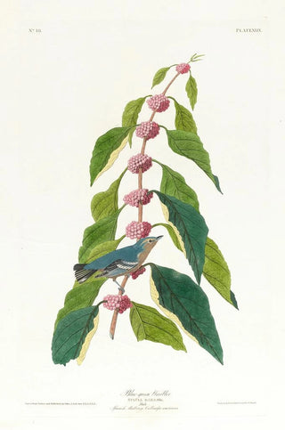 Blue-green Parula Painting - John James Audubon — artwork view
