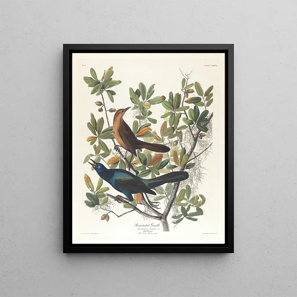 Quiscale à queue de bateau - John James Audubon — framed artwork on a wall