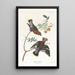Jaseur bohémien - John James Audubon — framed artwork on a wall