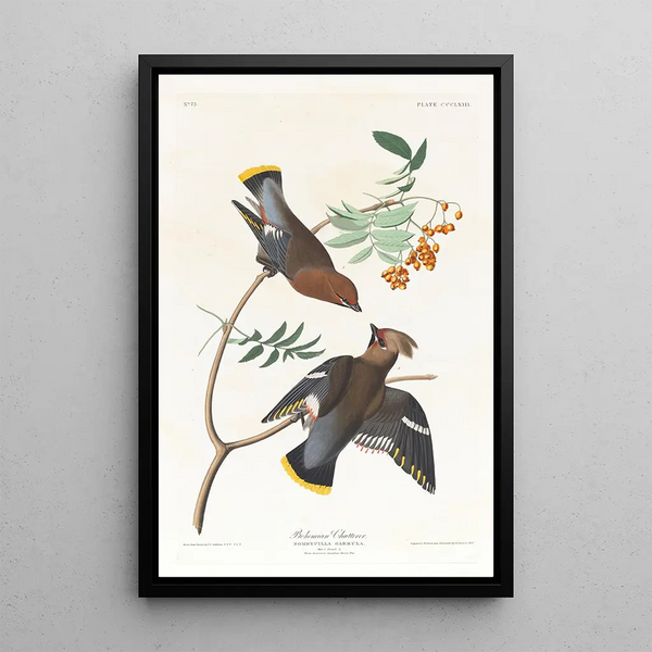 Jaseur bohémien - John James Audubon — framed artwork on a wall