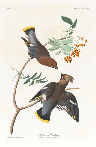 Jaseur bohémien - John James Audubon — artwork view