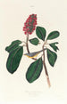 Gobemouche de Bonaparte - John James Audubon — artwork view