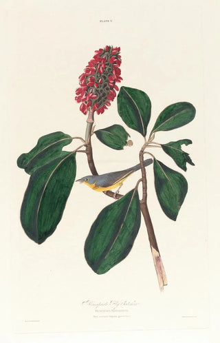 Gobemouche de Bonaparte - John James Audubon — artwork view