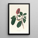 Gobemouche de Bonaparte - John James Audubon — framed artwork on a wall