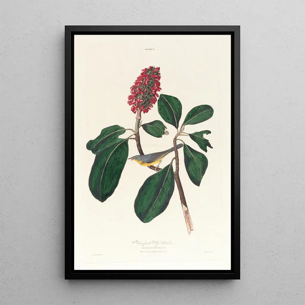 Gobemouche de Bonaparte - John James Audubon — framed artwork on a wall