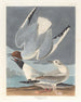 Goéland de Bonaparte - John James Audubon — artwork view