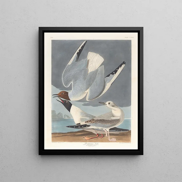 Goéland de Bonaparte - John James Audubon — framed artwork on a wall