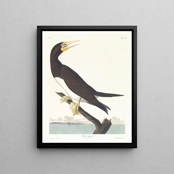 Booby gant - John James Audubon — framed artwork on a wall