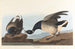Bernache cravant - John James Audubon — artwork view