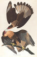 Caracara du Brésil - John James Audubon — artwork view