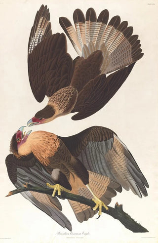 John James Audubon - Brasilian caracara eagle.webp
