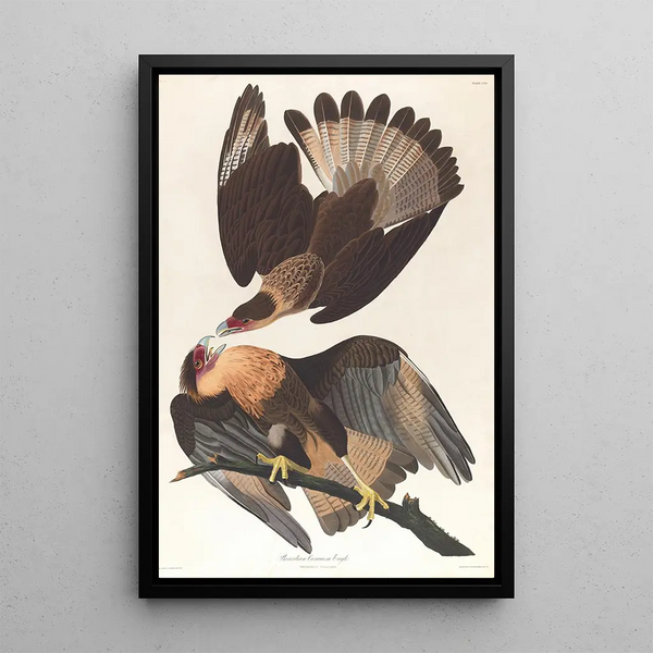 Caracara du Brésil - John James Audubon — framed artwork on a wall