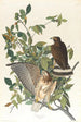 Large-winged Buse - John James Audubon — artwork view